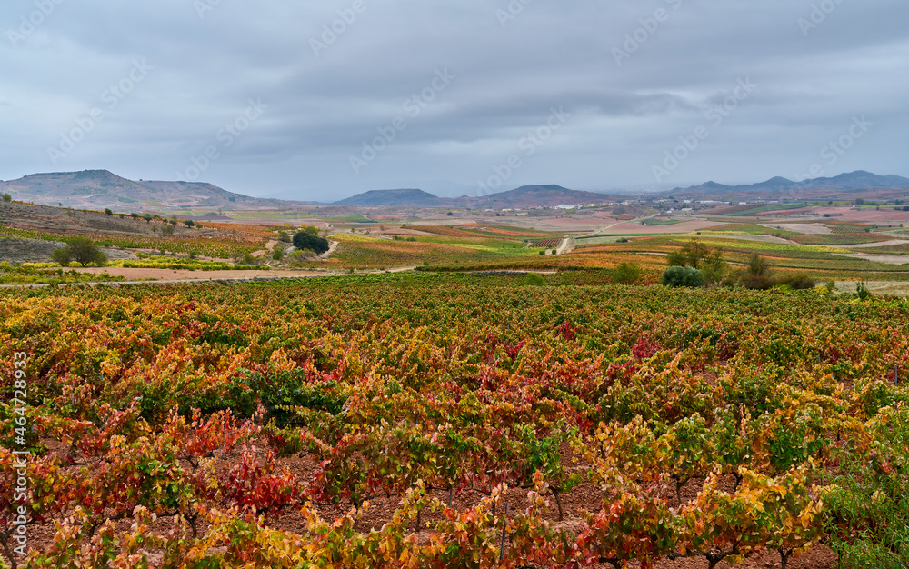 Vineyards with saturated colors in autumn