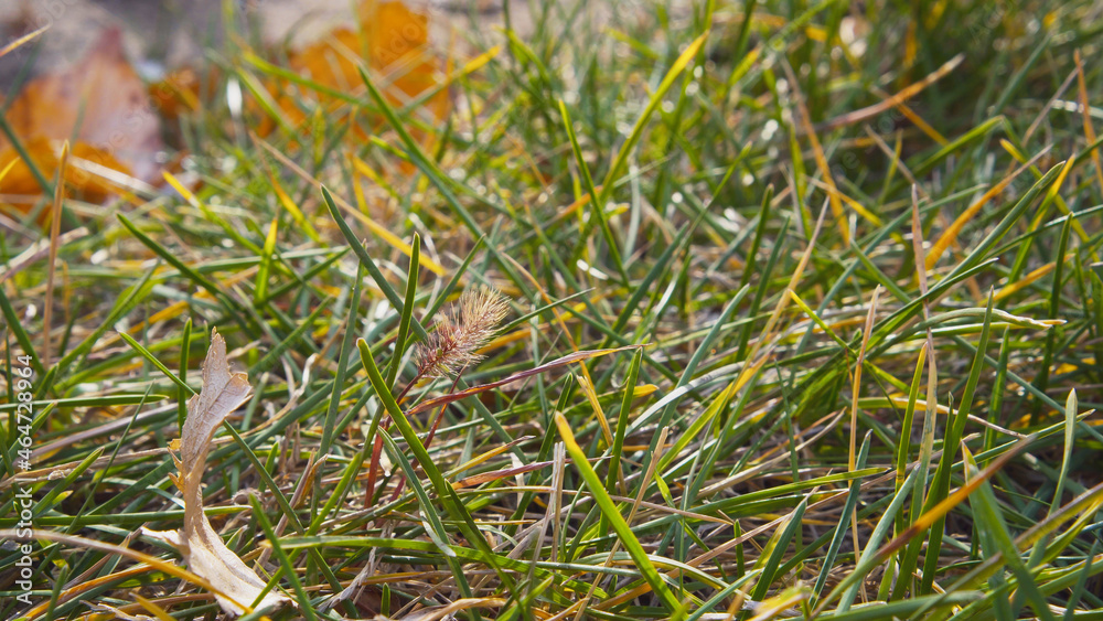 Fallen colorful wilted leaves on green grass. Season change concept. Autumn mood. Fallen colorful wilted leaves on green grass. Season change concept. Autumn mood.