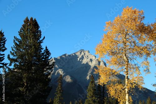 Autumn Meets Cascade Mountain, Banff National Park, Alberta