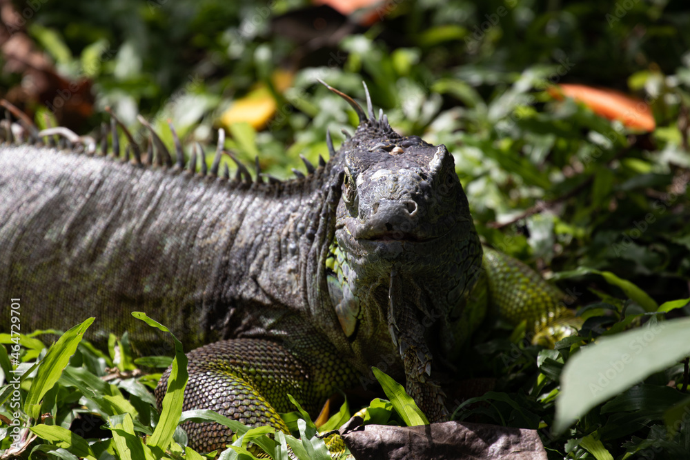 Fototapeta premium Close up Green Iguana