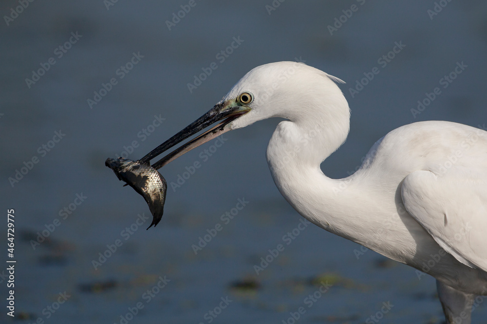 The Little White Heron is fishing. Filmed at the mouth of the Kuban River The Little White Heron is fishing. Filmed at the mouth of the Kuban River