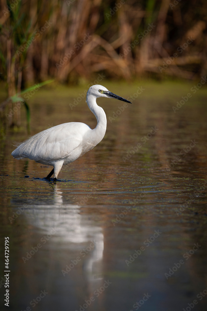 The Little White Heron is fishing. Filmed at the mouth of the Kuban River The Little White Heron is fishing. Filmed at the mouth of the Kuban River