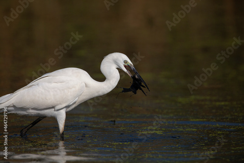 The Little White Heron is fishing. Filmed at the mouth of the Kuban River