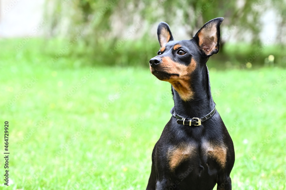 Miniature Pinscher Dog Breed , pet animal Miniature Pinscher Dog Breed , pet animal
