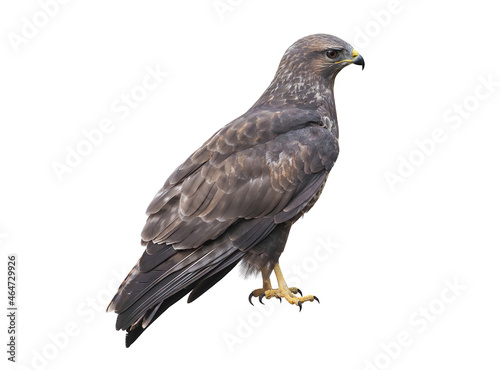 A common buzzard (Buteo buteo), isolated on White background