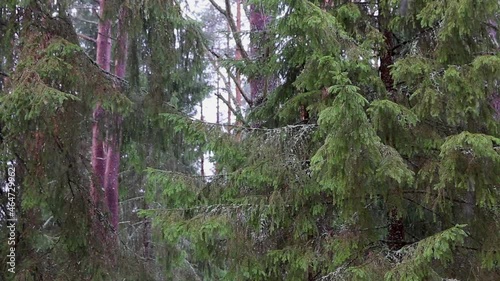 First snow falling on evergreen sprucetree background. Trees are not covered with snow photo