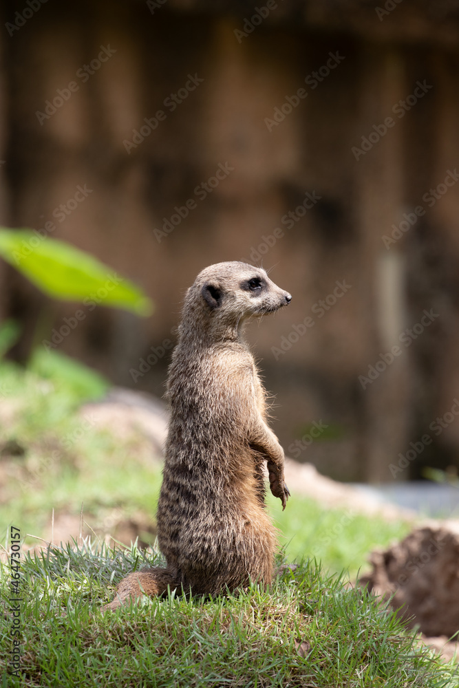 Fototapeta premium Close up Curious Meerkat on the ground