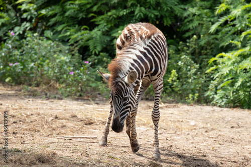 Close up Young Zebra Eating Grass on the yard