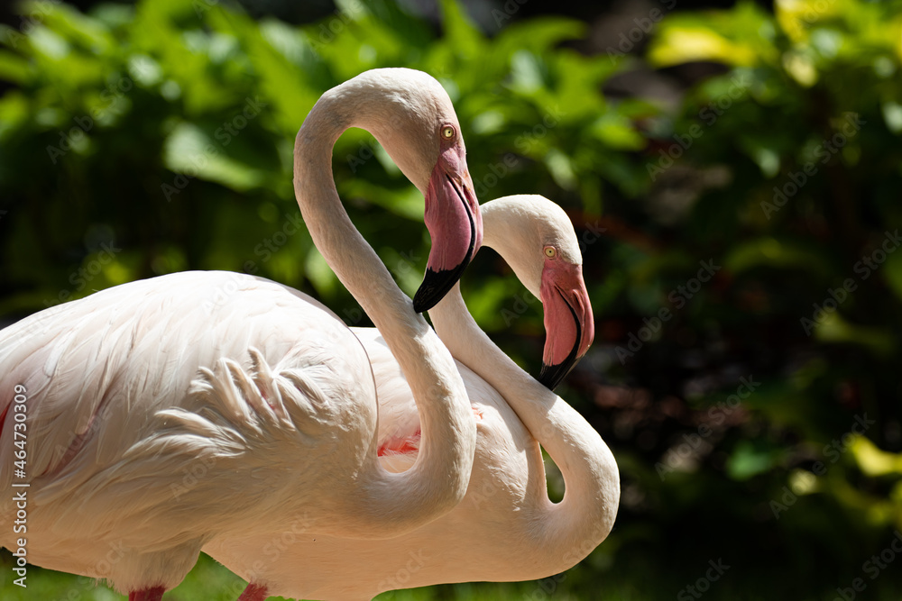 Naklejka premium Close up Beautiful Flamingo 