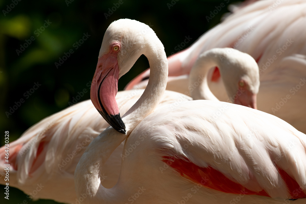 Fototapeta premium Close up Beautiful Flamingo