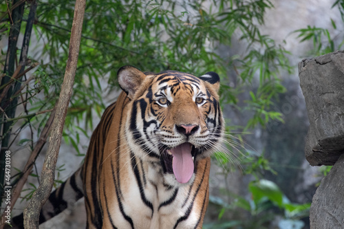 Close up Playful Bengal Tiger