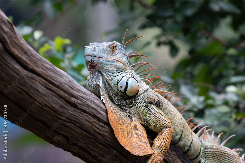 Fototapeta premium Close up Green Iguana on the Tree