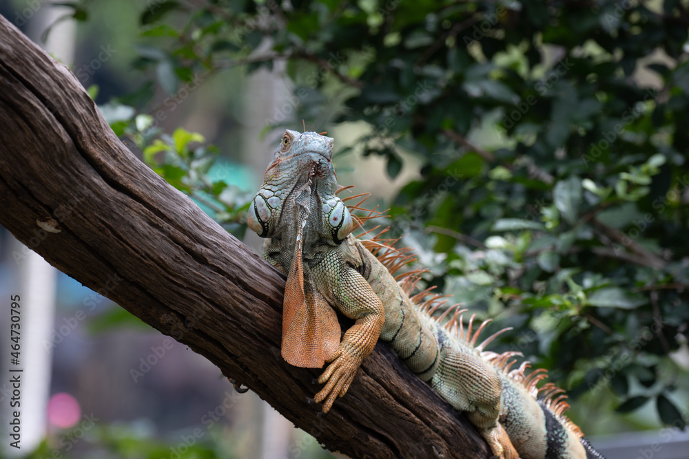 Fototapeta premium Close up Green Iguana on the Tree