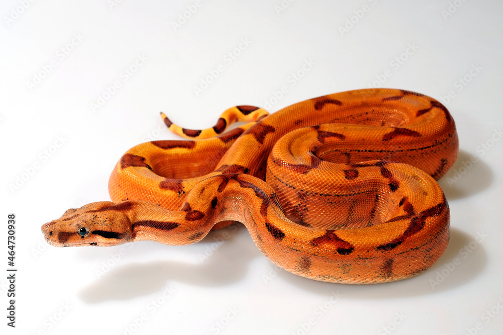 Obraz premium Abgottschlange // Red-tailed boa (Boa constrictor)