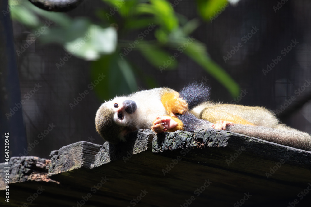 Naklejka premium Close up Common Squirrel Monkey, Saimiri Sciureus
