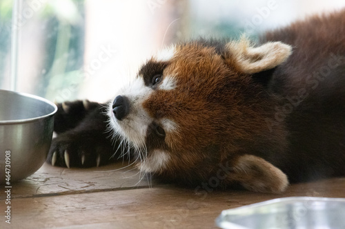 Close up sleeping Red panda