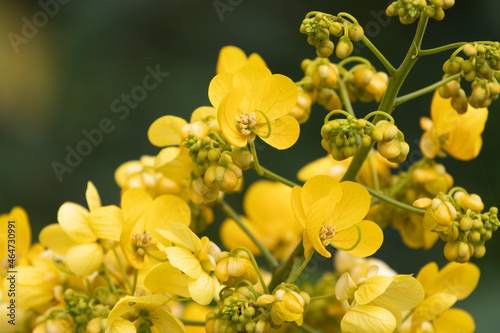 Close up beautiful Blooming yellow flowers  Golden Cassia Senna