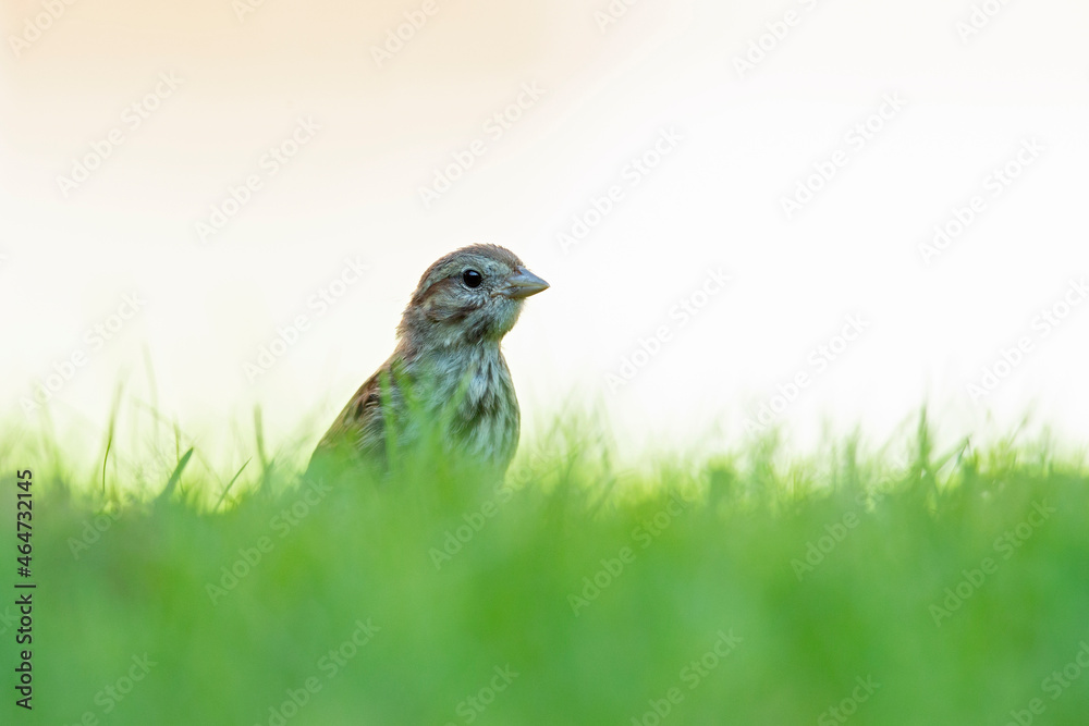 Fototapeta premium A juvenile song sparrow (Melospiza melodia) foraging on the ground.
