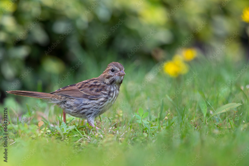 A juvenile song sparrow (Melospiza melodia) foraging on the ground. A juvenile song sparrow (Melospiza melodia) foraging on the ground.