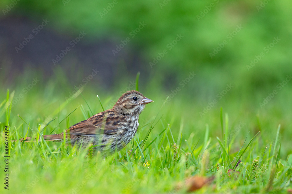 A juvenile song sparrow (Melospiza melodia) foraging on the ground. A juvenile song sparrow (Melospiza melodia) foraging on the ground.