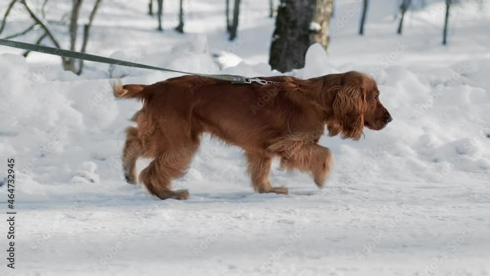 Brown dog running in snow with owner on leash. Playful spaniel having fun at winter sunny weekend. Young spaniel dog playing outdoors in snow at winter. 4K, UHD