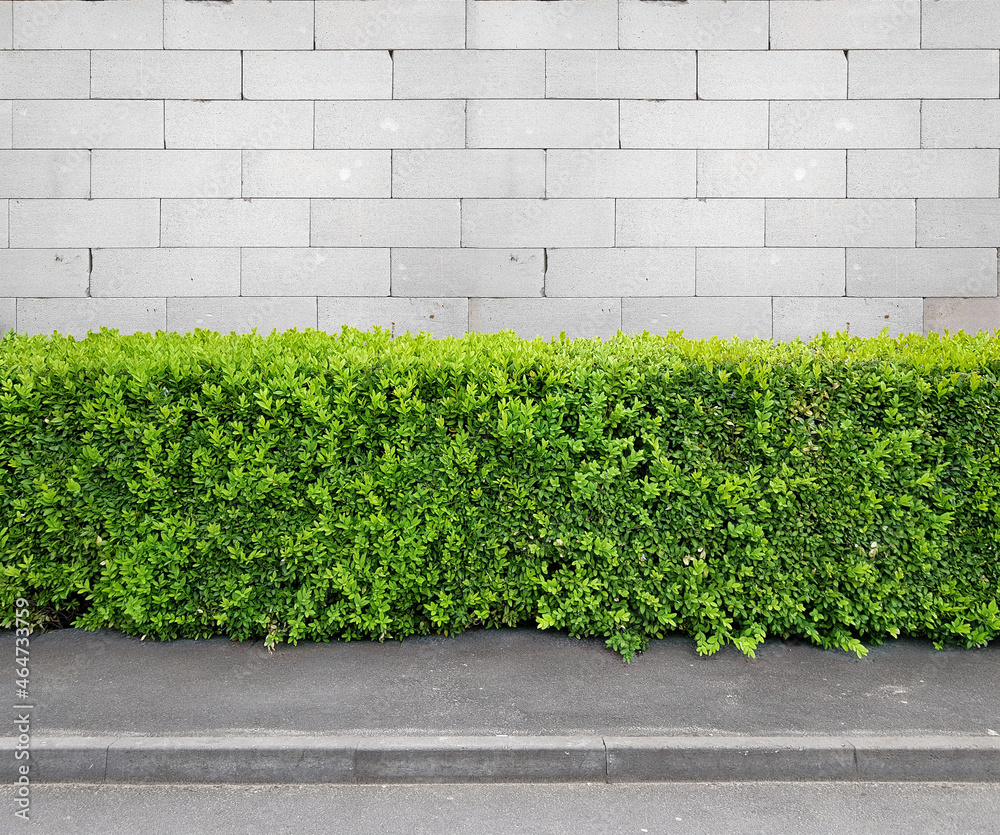 Naklejka premium Fragment of urban white block wall, sidewalk and hedge, pattern or source, wallpaper