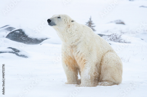 Polar bear sitting on snow in Canada