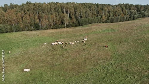 Aerial panorama of pasture fields with grazing cows