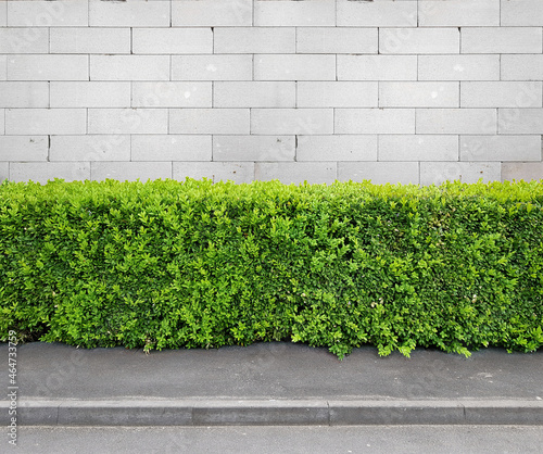 Fragment of urban white block wall, sidewalk and hedge, pattern or source, wallpaper © Vladislav