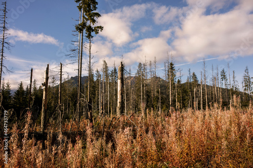 Fototapeta Naklejka Na Ścianę i Meble -  las w górach