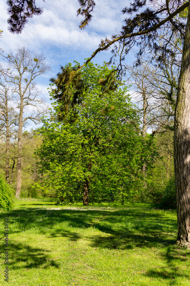 a large, magnificent, lush tree growing in spring in a Polish park full of greenery a large, magnificent, lush tree growing in spring in a Polish park full of greenery