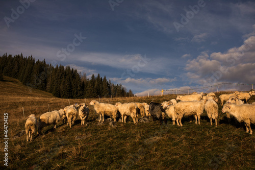 Fototapeta Naklejka Na Ścianę i Meble -  owce 