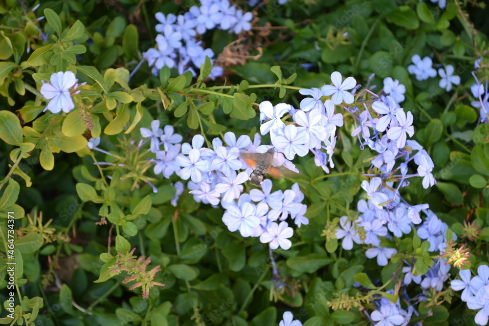 Hawk Moth in October in Turkey 2021 Hawk Moth in October in Turkey 2021