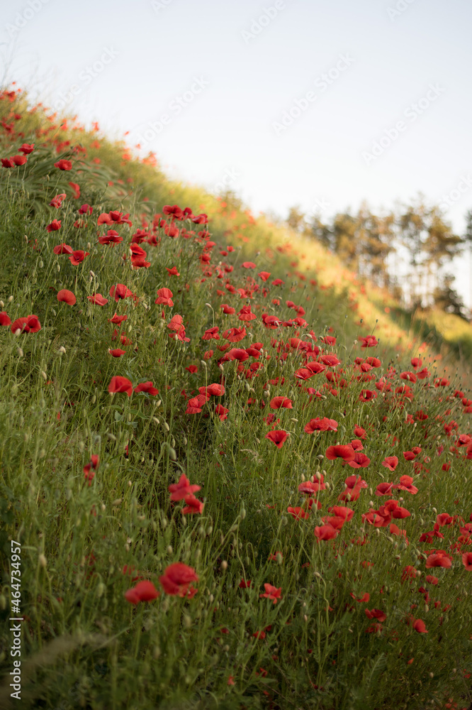 Obraz premium field of red poppies