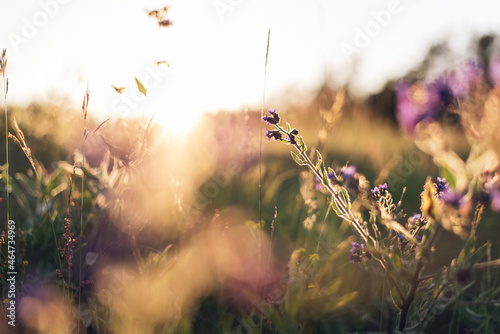 aesthetic sunset sunlight backlit flowers meadow poster wallpaper  © ms16_photo
