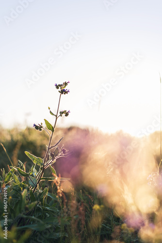 aesthetic sunset sunlight backlit flowers meadow poster wallpaper 