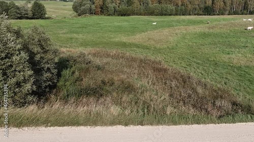 Aerial panorama of pasture fields with grazing cows