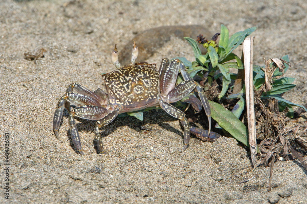 Land crab by a plant on the beach in Ayampe, Ecuador