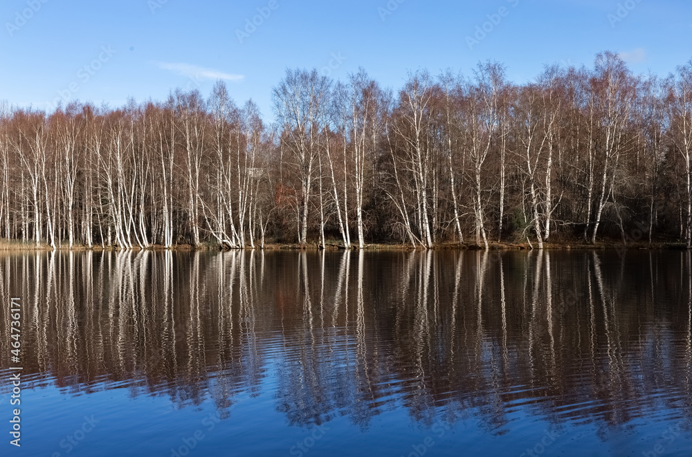 Leafless trees in autumn and reflection of trees in the lake. Bare birch forest by the lake. Photo Leafless trees in autumn and reflection of trees in the lake. Bare birch forest by the lake. Photo