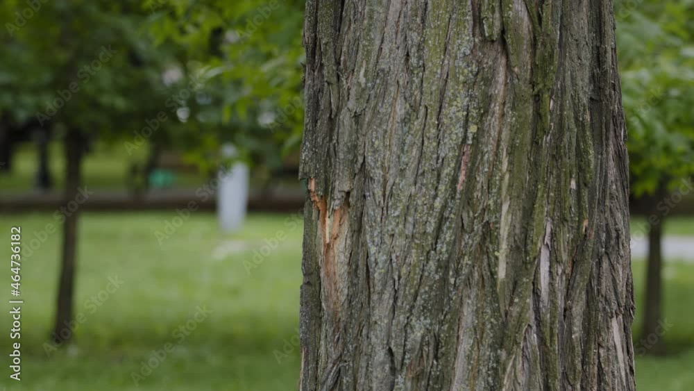 Cheerful mature middle aged woman peeks out from behind large tree, plays hide and seek, smiling older female, happy senior retired Granny with beautiful face enjoying weekend outdoors in park Cheerful mature middle aged woman peeks out from behind large tree, plays hide and seek, smiling older female, happy senior retired Granny with beautiful face enjoying weekend outdoors in park