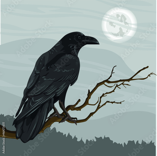 A large black crow, Corvus corax, sits on a tree branch. Spruce forest and cloudy night sky on the horizon. Realistic vector landscape. halloween