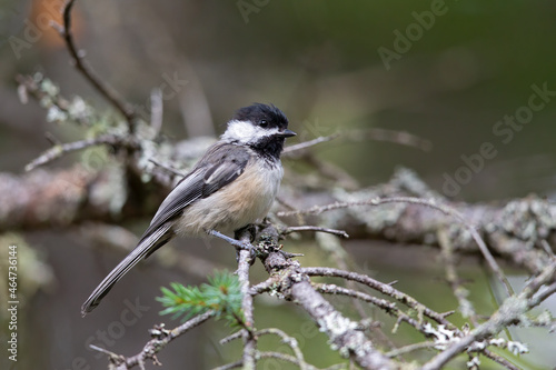 An adult black-capped chickadee (Poecile atricapillus) foraging in the trees in Canada.
