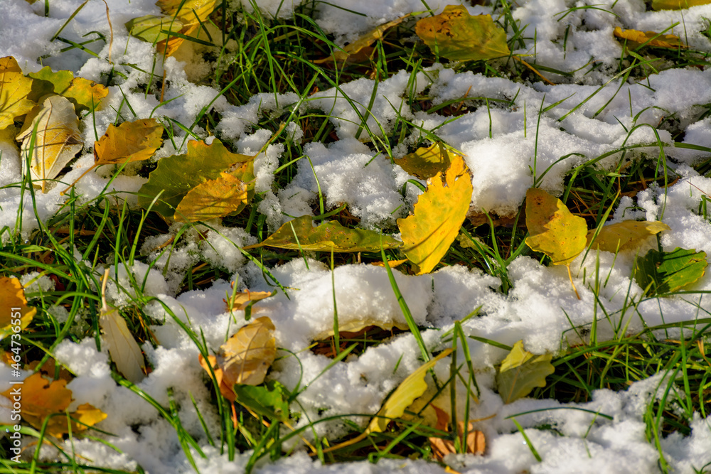 Obraz premium Bright yellow leaves of an aspen fallen on fresh snow.