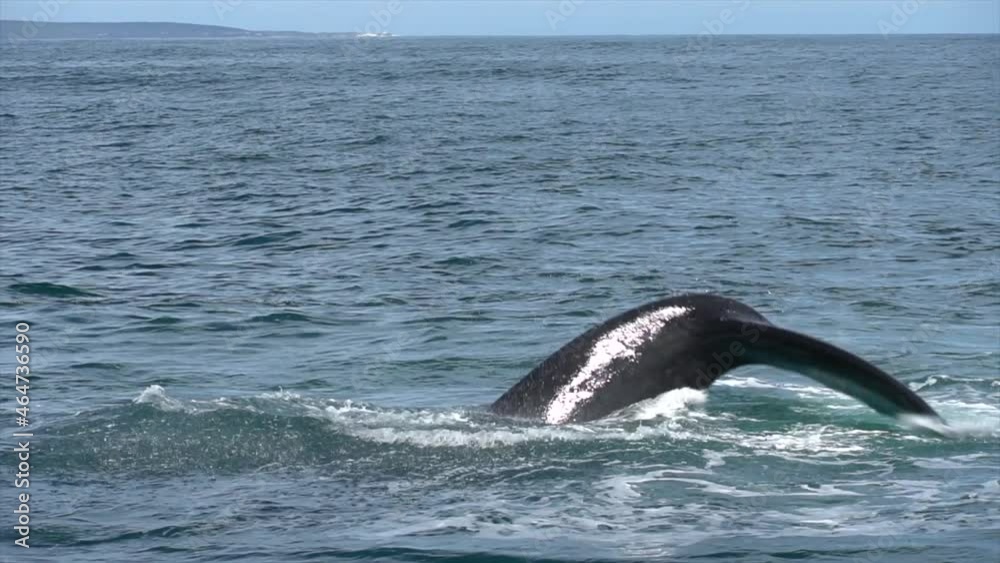 Southern Right Whale Lob Tailing Southern Right Whale Lob Tailing