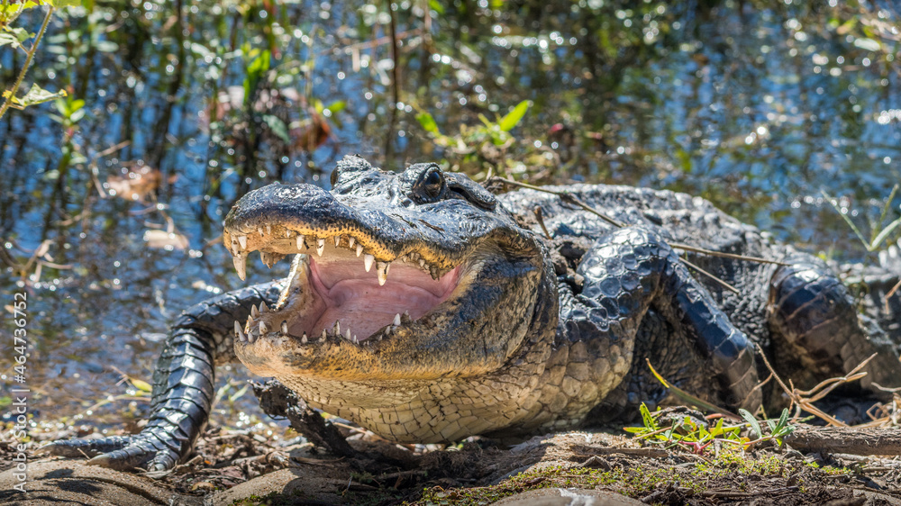 Obraz premium An American alligator resting at the edge of the water with its mouth open.