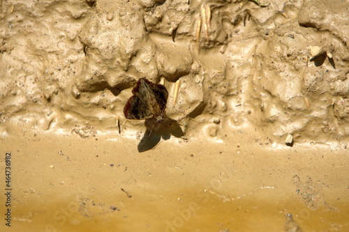 Brown butterfly in the mud in Ayampe, Ecuador photo