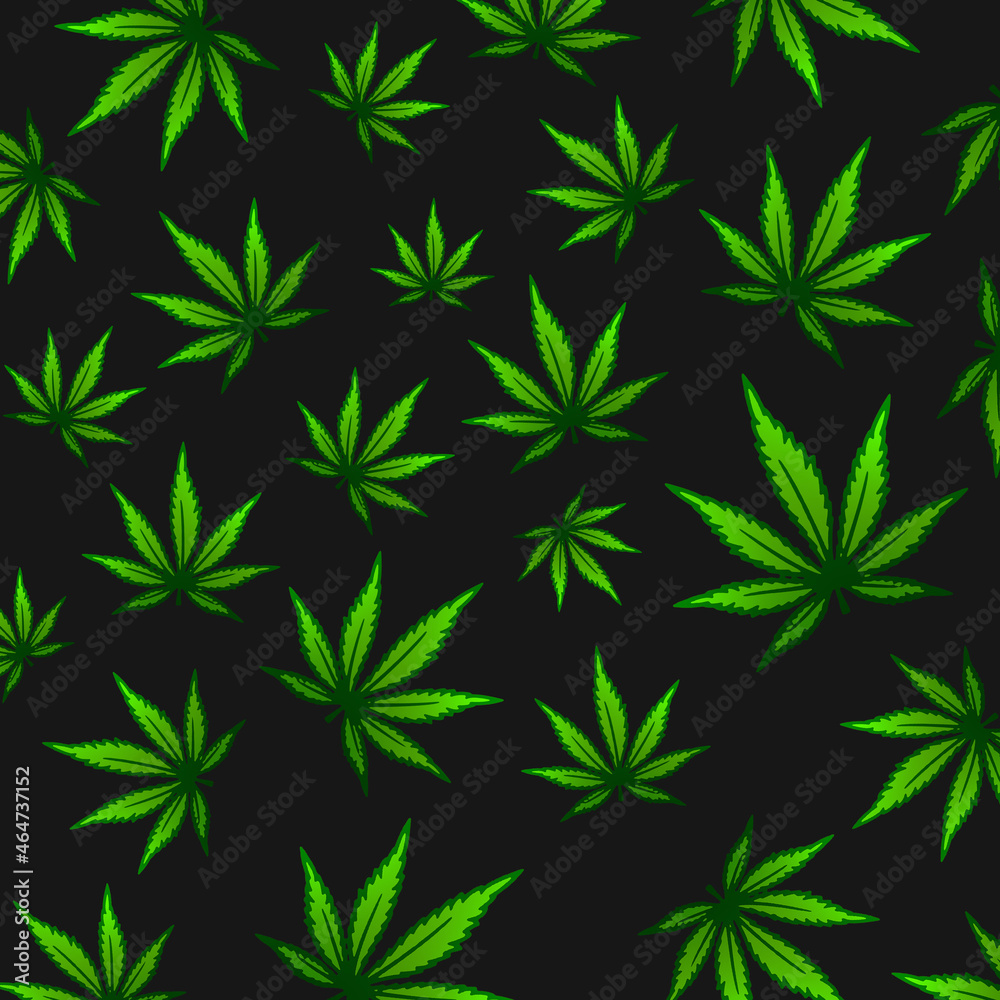 Cannabis marijuana drug , herb rass legal healthy planted background Cannabis marijuana drug , herb rass legal healthy planted background
