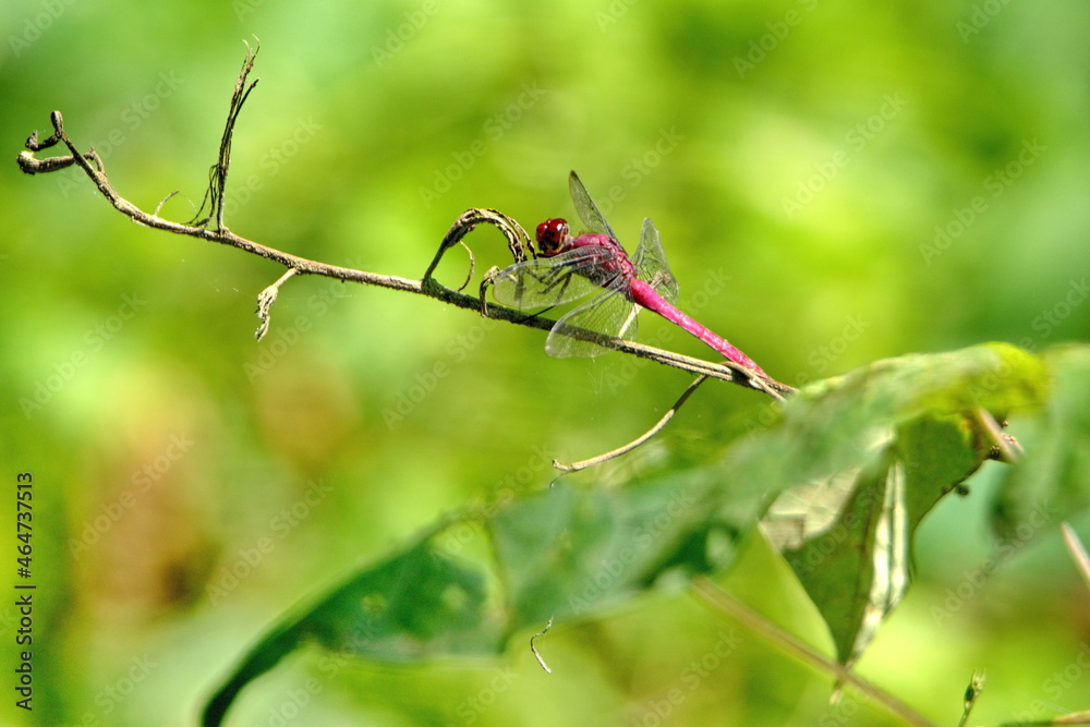 Red dragonfly on a twig in Ayampe, Ecuador Red dragonfly on a twig in Ayampe, Ecuador