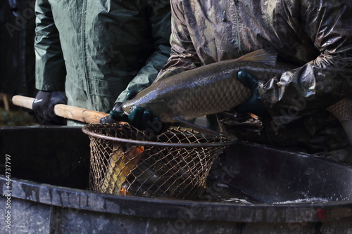 The grass carp (Ctenopharyngodon idella) in the net during the catch of the pond, the fisherman pulls the fish out of the net	 photo