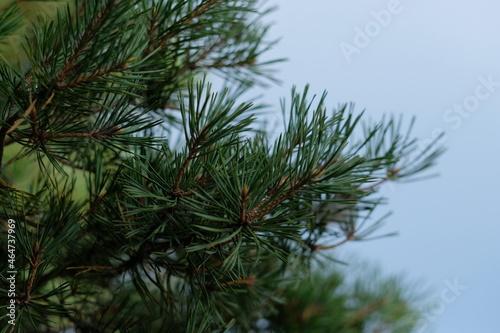 Pine tree needles on a beach © Maria